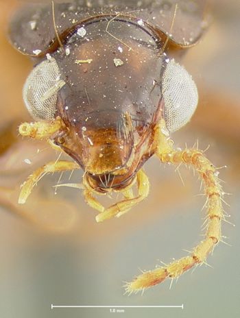 Media type: image;   Entomology 34666 Aspect: head frontal view